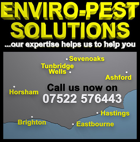 Pest Control Brighton