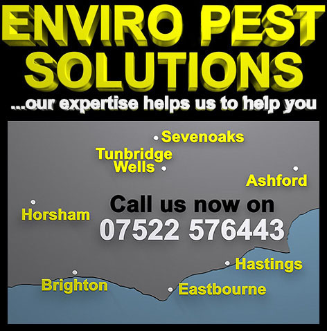 Pest Control Brighton